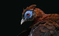 Bornean Fireback (female, Lophura ignita)